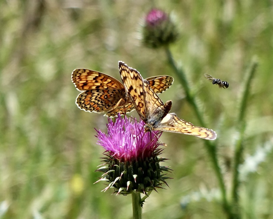 knapweed fritillary